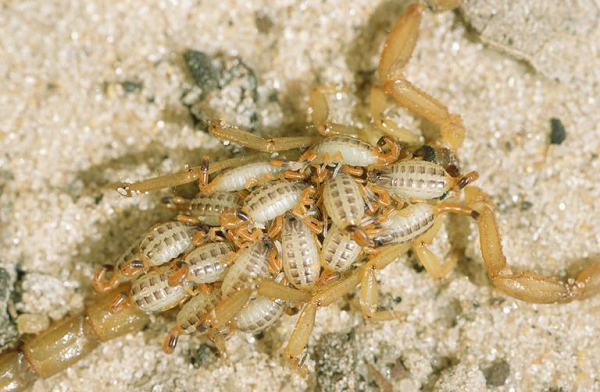 Đôi khi, lúc không tìm thấy đủ thức ăn, bọ cạp mẹ sẽ ăn bọ cạp con. Trường hợp này hiếm xảy ra nhưng đã từng ghi nhận trong tự nhiên.