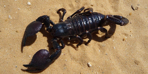 Bọ cạp có khả năng thích ứng tuyệt vời, chúng được tìm thấy trên tất cả các châu lục, ngoại trừ Nam Cực. Dù ngoại hình của bọ cạp khá giống động vật giáp xác như tôm, cua nhưng thực sự thì bò cạp có họ hàng thân thiết, gắn bó hơn với bọ ve, bọ và nhện.