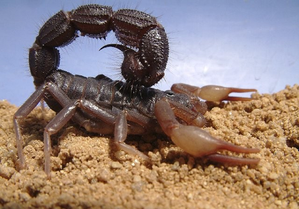 Để tránh rủi ro này, những con bọ cạp mới sinh sẽ trú ẩn trên lưng bọ cạp mẹ. Bọ cạp con lớn lên bằng cách lột xác. Sau 5-7 lần lột xác, bọ cạp mới trưởng thành. Một con bọ cạp mẹ cũng có thể có tới 100 con trong một lứa.