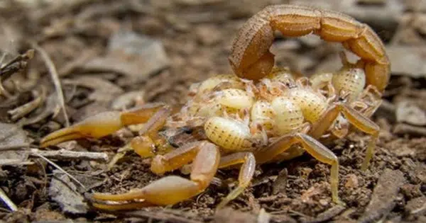 Bọ cạp có khoảng cách kích thước khá lớn về giống loài. Loài nhỏ nhất có kích thước chỉ khoảng 9mm trong khi loài lớn nhất có thể dài hơn 20cm. Bọ cạp có xu hướng sống trong các khu vực có nhiệt độ dao động từ 20 - 37°C, nhưng chúng có thể xử lý nhiệt độ một cách siêu việt.