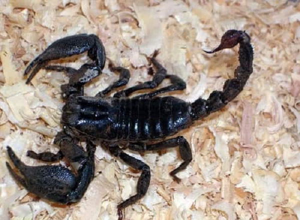 Bọ cạp con sinh ra với bộ sương còn rất mềm, dễ dàng trở thành bữa ăn cho những kẻ săn mồi. Nếu chẳng may rơi xuống quá sớm gần như chắc chắn bọ cạp con sẽ chết vì chưa đủ khả năng tự sinh tồn.