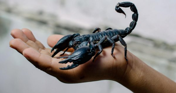 Môi trường tốt nhất khiến bọ cạp có thể phát triển mạnh chính là đất. Cho tới thời điểm hiện tại, các nhà khoa học phát hiện có tới 1.750 loài bọ cạp khác nhau với 13 họ, trong đó có những loài bọ cạp sát thủ. Có hơn 90 loài bọ cạp khác nhau sống tại Hoa Kỳ. Những loài bọ cạp nguy hiểm thường cư trú tại Bắc Phi và Trung Đông.