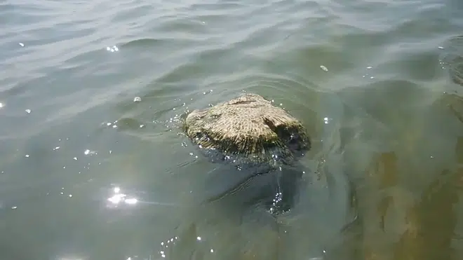 Đá bọt hình thành khi núi lửa phun trào trên mặt đất hoặc dưới nước. Nham thạch nóng chảy gặp nước liền bị đông cứng lại rất nhanh, giữ lại nhiều bóng khí bên trong.