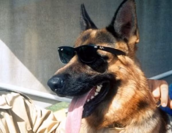 Nữ bá tước người Đức Carlotta Liebenstein gắn bó với chú chó Gunther III của mình đến nỗi bà đã để lại cho thú cưng một di sản trị giá 65 triệu USD. Sau khi Gunther III qua đời, con của nó, Gunhter IV được thừa kế tài sản.