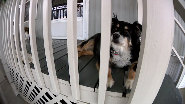 Do tính chất công việc thường xuyên phải vắng nhà nên trước đây, ông Dorris thường giao Lulu cho người bạn thân của mình, bà Martha Burton, chăm sóc.