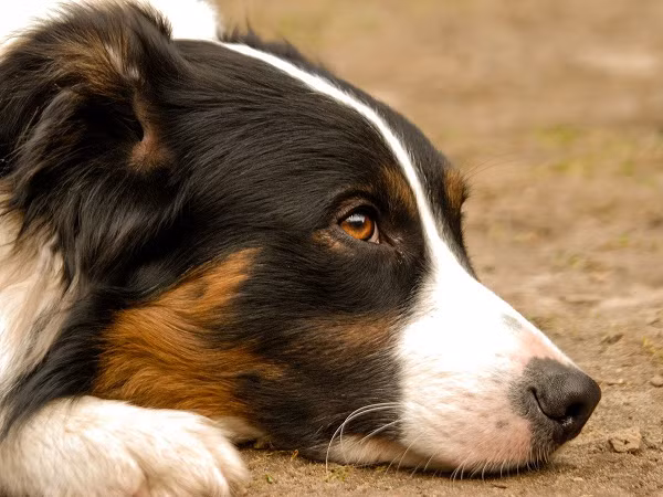 Tuy được phép sử dụng khoản thừa kế khổng lồ nhưng bà Burton cho biết bà vẫn sẽ nuôi Lulu trong ngôi nhà nhỏ của mình tại Nashville.