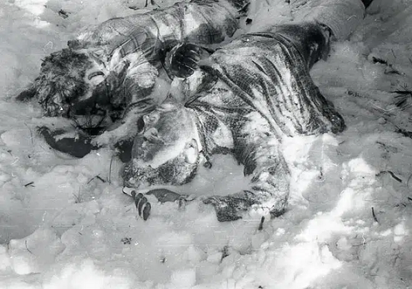 Một cuộc điều tra của Nga đã kết luận vào thời điểm đó, tất cả 9 người đi bộ đường dài đã chết vì hạ thân nhiệt sau khi bị bỏ vào giá lạnh "dưới tác động của một lực tự nhiên".