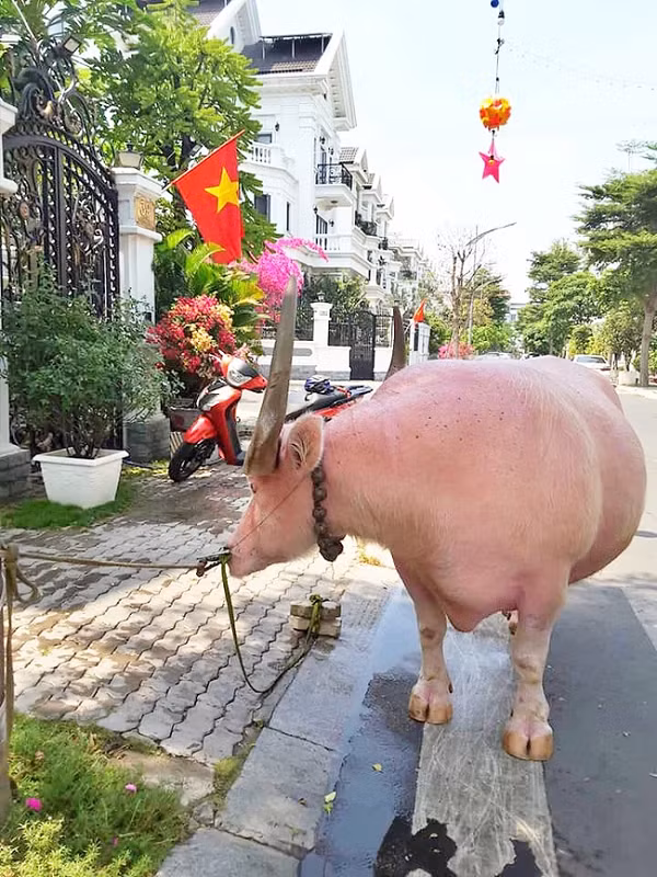 Chủ nhân của con trâu có màu da hiếm này là ông Đặng Văn Ghên với tên thường gọi là "Út Uột", làm nông ở huyện Củ Chi (TP.HCM).