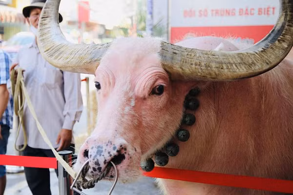 Chú trâu màu hồng này rất khỏe, mỗi ngày có thể kéo ngoài ruộng xa cả hơn 1 tấn cỏ để cung cấp thức ăn chính cho khoảng 200 con bò sữa.