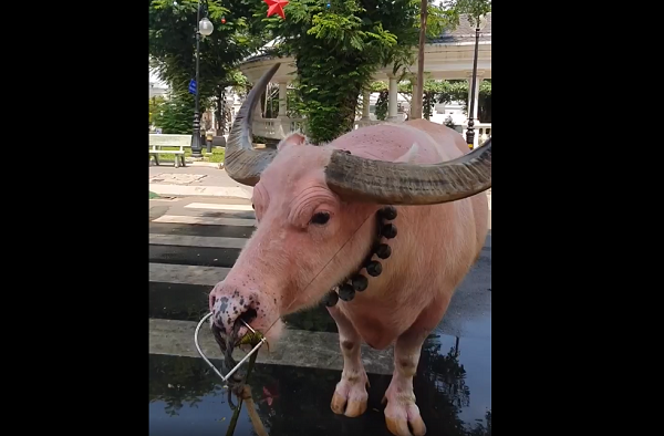 Nhân dịp xuân Tân Sửu – năm con trâu – lại nghe tin có một con trâu quá đặc biệt nên chủ một đại lý vé số của Công ty xổ số kiến thiết TP.HCM đã liên hệ với ông Ghên, đưa chú trâu hồng này đến đường Nguyễn Văn Nghi để lấy may.