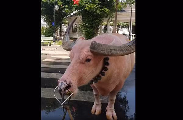 Nhân dịp xuân Tân Sửu – năm con trâu – lại nghe tin có một con trâu quá đặc biệt nên chủ một đại lý vé số của Công ty xổ số kiến thiết TP.HCM đã liên hệ với ông Ghên, đưa chú trâu hồng này đến đường Nguyễn Văn Nghi để lấy may.