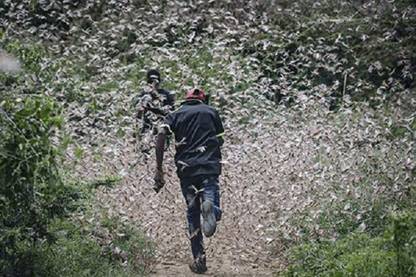 Tại Sudan, châu chấu sa mạc trưởng thành hiện cũng đang tạo ra những bầy đàn nhỏ chưa thể bay và tàn phá mạnh hoa màu ở vùng phía nam của Biển Đỏ, trong khi những quần thể mới nở cũng đang sinh sôi rất nhanh ở các khu vực láng giềng Eritrea.