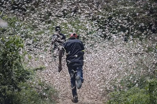 Tại Sudan, châu chấu sa mạc trưởng thành hiện cũng đang tạo ra những bầy đàn nhỏ chưa thể bay và tàn phá mạnh hoa màu ở vùng phía nam của Biển Đỏ, trong khi những quần thể mới nở cũng đang sinh sôi rất nhanh ở các khu vực láng giềng Eritrea.