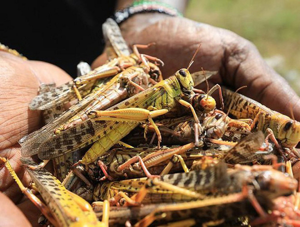 Châu chấu có thể lây lan rất nhanh đặt nhiều quốc gia trước nguy cơ một loại dịch bệnh mới. Chúng đã phá hủy hàng chục ngàn hecta hoa màu và hàng triệu người thiếu lương thực có thể đối mặt với nạn đói.