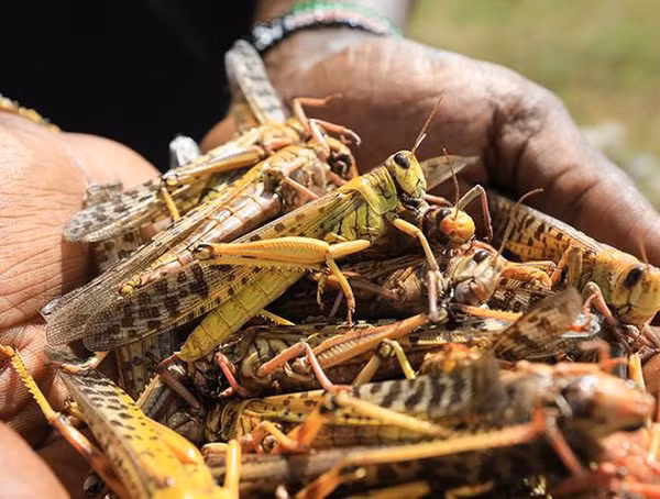 Châu chấu có thể lây lan rất nhanh đặt nhiều quốc gia trước nguy cơ một loại dịch bệnh mới. Chúng đã phá hủy hàng chục ngàn hecta hoa màu và hàng triệu người thiếu lương thực có thể đối mặt với nạn đói.