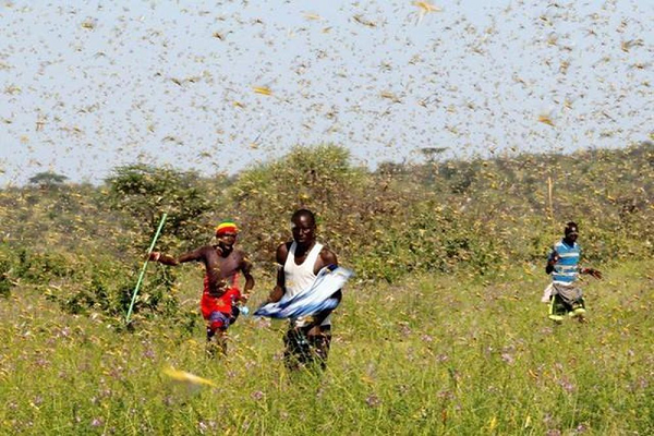 Mỗi ngày, những đàn châu chấu có thể phá hoại ăn tới 1,8 tấn thực vật và so sánh một đàn châu chấu có quy mô trung bình cũng có thể phá hủy lượng cây trồng đủ để nuôi sống 2.500 người trong cả năm.