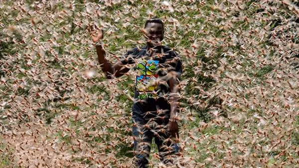 Những bầy đàn châu chấu sa mạc chưa trưởng thành vẫn tồn tại ở vùng Oromia của Ethiopia, bao gồm cả khu vực phía nam của Thung lũng Rift.