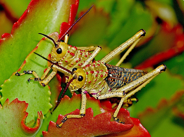 Châu chấu bao phủ mặt đất và ăn mọi thứ chúng có thể tìm thấy, trước hết là thảm thực vật, cây cỏ, hoa lá. Một đàn 40 triệu con có khả năng tiêu thụ lương thực ngang với 35.000 người/ngày.