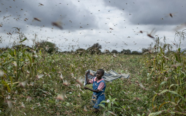 Ngoài ra tại Kenya, các chuyên gia cũng nhìn thấy rất nhiều bầy đàn châu chấu sa mạc non, chưa trưởng thành đã xuất hiện ở các tỉnh phía bắc và miền trung nước này.