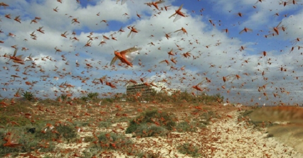 Loài châu chấu này thậm chí còn ăn cả những chiếc mền vải trải ra để che phủ vườn rau, vỏ xe ngựa, ăn dây nịt da trên ngựa, tay cầm bằng gỗ, cột hàng rào và bất cứ thứ gì làm bằng giấy…