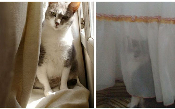 Cô mèo Gala này thường thích trốn sau các bức rèm mỗi khi sen gọi.