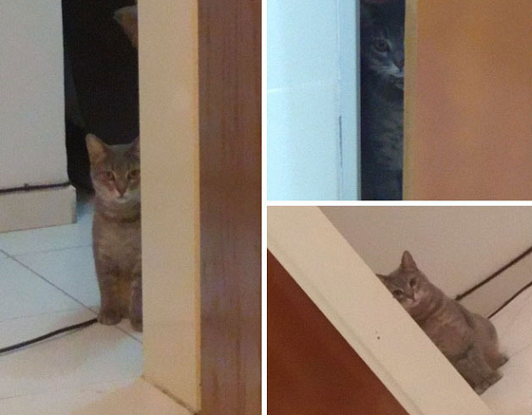 Boss có thói quen đứng sau cánh cửa và nhìn chằm chằm vào sen, đôi khi khiến sen sợ chết khiếp.