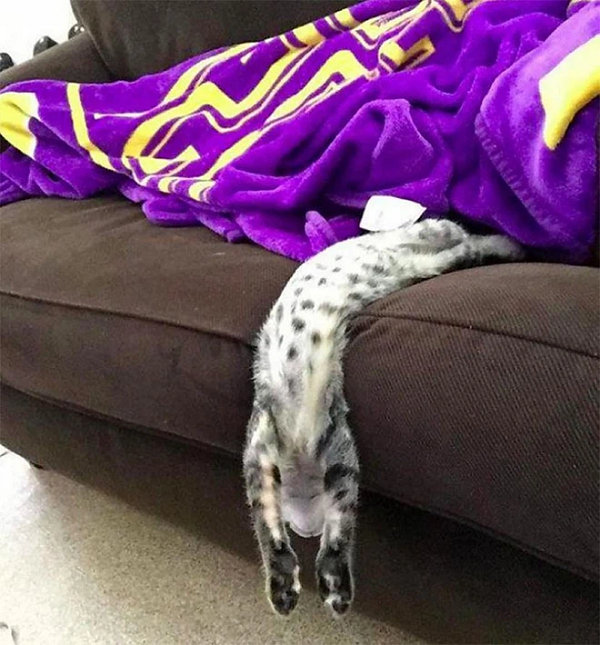 Vì là 1 loại “chất lỏng” nên mèo có thể chợp mắt ở bất kì đâu, với bất kì tư thế nào mà nó muốn.