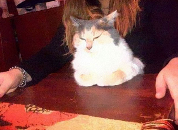 Bất cứ khi nào có khách khứa đến chơi nhà, cô mèo này thường ngồi giữa chủ và khách vì muốn làm tâm điểm sự chú ý.