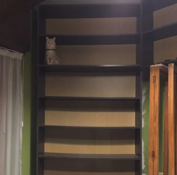 Chúng còn có sở thích ngụy trang thành đồ trang trí nằm trên kệ.