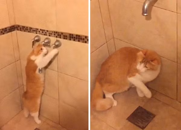 “Nếu chúng tôi quên đóng của phòng tắm, boss sẽ vào vặn vòi tắm”, một con sen chia sẻ.