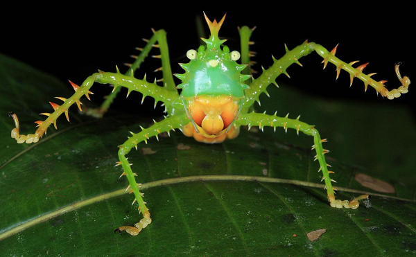 Những chiếc gai độc đáo mọc tua tủa khắp người châu chấu nhím.