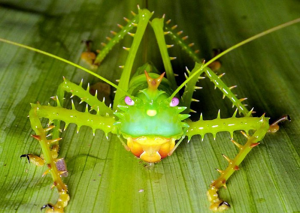 Những chiếc gai quanh người đóng vai trò như một công cụ tự bảo vệ bản thân.