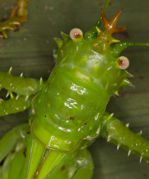 Tuy nhiên khi nhìn kỹ, châu chấu nhím có phần ngộ nghĩnh dễ thương giống như một món đồ chơi.