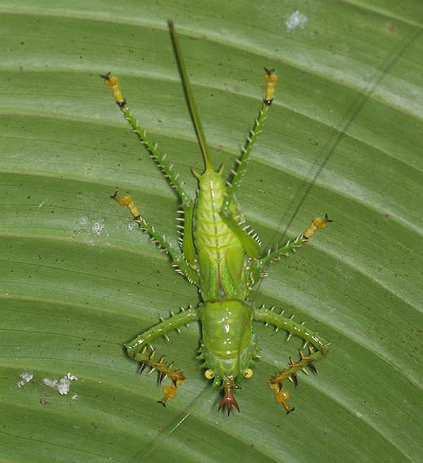 Châu chấu nhím có đầu lớn hơn đầu châu chấu.