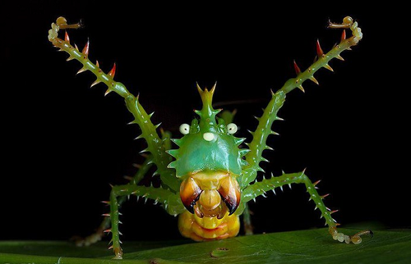 Nhưng trái với vẻ ngoài kì quái, châu chấu nhím vô cùng hiền lành.