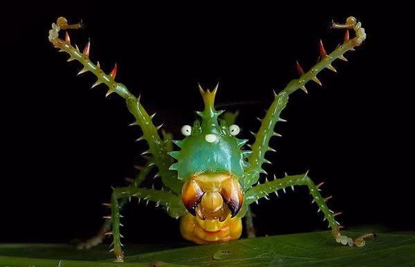 Nhưng trái với vẻ ngoài kì quái, châu chấu nhím vô cùng hiền lành.