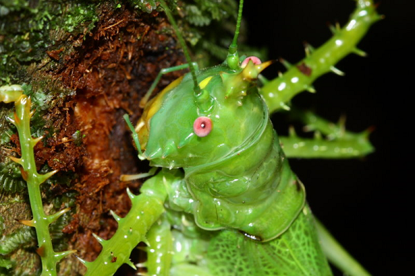 Loài châu chấu này sống ở khu vực rừng Amazon.