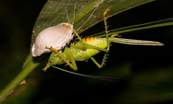 Hình đáng đặc biệt vô cùng kỳ quái của chúng.