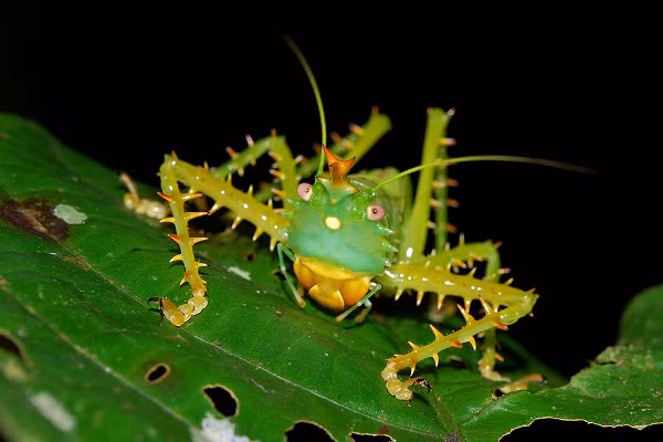 Thức ăn của chúng đa phần là cỏ và đôi lúc ăn một vài loài côn trùng nhỏ.