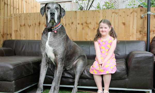 Trên Tweeter của Tổ chức Kỷ lục Guinness Thế giới ngày 31/1 (giờ địa phương) thông báo rằng Freddy, chú chó cao nhất thế giới, đã qua đời.