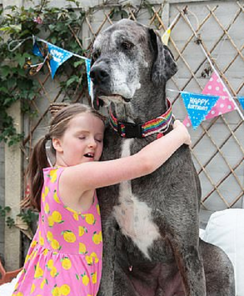 Tổng biên tập Craig Glenday của Tổ chức Kỷ lục Guinness Thế giới chia sẻ: "Freddy thực sự là một chú chó khổng lồ hiền lành. Tất cả mọi người ở Kỷ lục Guinness Thế giới sẽ nhớ đến Freddy".