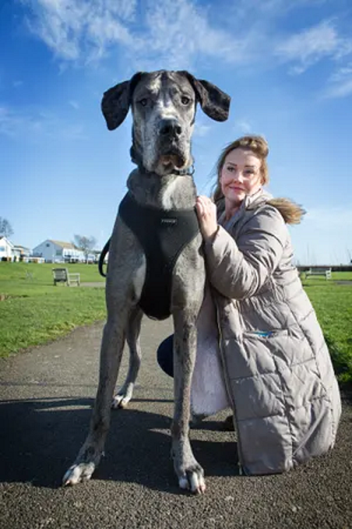 Claire Stoneman phải chi hơn 12.500 bảng (355 triệu đồng VN)/năm để mua thức ăn cho Freddy.