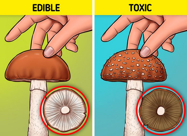 Những người đam mê bộ môn hái nấm đều nên học cách phân biệt nấm độc và nấm không độc. Và trên thực tế, chúng khác nhau ở khá nhiều điểm.