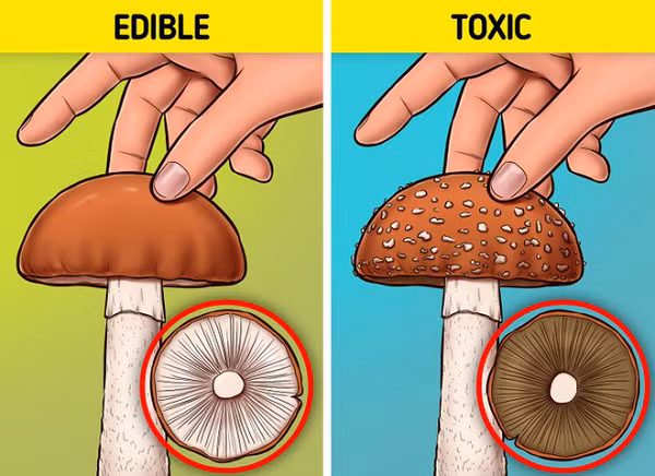 Những người đam mê bộ môn hái nấm đều nên học cách phân biệt nấm độc và nấm không độc. Và trên thực tế, chúng khác nhau ở khá nhiều điểm.