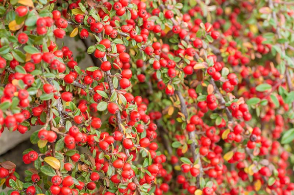 Kết quả khảo sát trên 2.056 tình nguyện viên của RHS cho thấy có đến 33% người bị ảnh hưởng bởi ô nhiễm không khí.