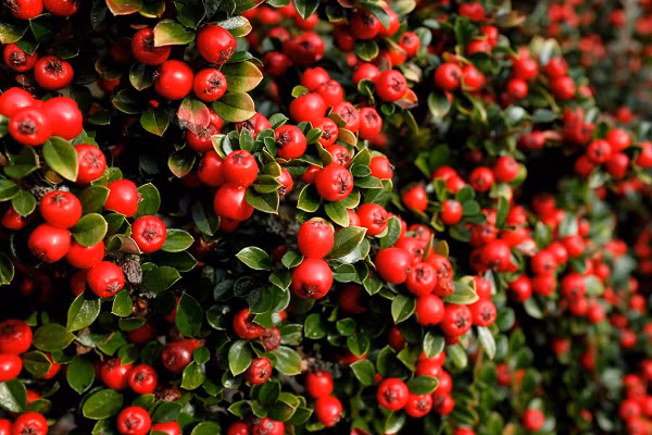 Kết quả cho thấy, cây bụi bêri franchetii với lá mọc dày và nhiều lông đạt hiệu quả hấp thụ ô nhiễm cao hơn ít nhất 20% so với các loại cây bụi khác tại các con đường đông xe cộ qua lại.