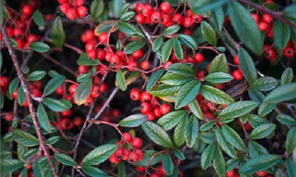 Theo khảo sát của hãng thăm dò YouGov, khoảng 86% người được hỏi bày tỏ quan tâm đến các vấn đề môi trường, trong khi 78% lo lắng về biến đổi khí hậu.