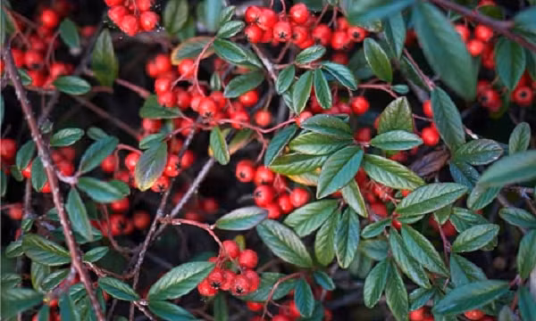 Theo khảo sát của hãng thăm dò YouGov, khoảng 86% người được hỏi bày tỏ quan tâm đến các vấn đề môi trường, trong khi 78% lo lắng về biến đổi khí hậu.