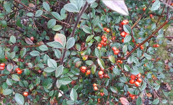 Các nhà khoa học tại Hiệp hội Làm vườn Hoàng gia (RHS) đã xem xét hiệu quả chống ô nhiễm từ một số loại cây bụi khác nhau là cây bụi bêri, táo gai và tuyết tùng đỏ phương Tây.