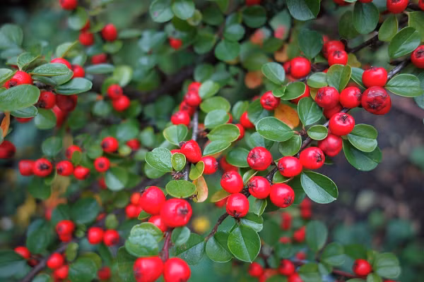 Nghiên cứu trên của RHS nhằm mục đích giảm bớt các vấn đề môi trường như ô nhiễm không khí, lũ lụt và sóng nhiệt, đồng thời thúc đẩy lợi ích của trồng vườn và không gian xanh.